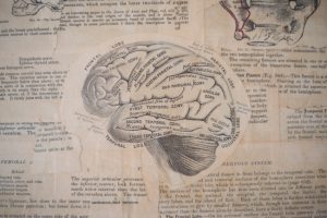 Medical illustration of the brain and nervous system
